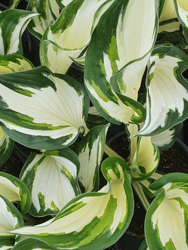 Hosta fire and ice 2