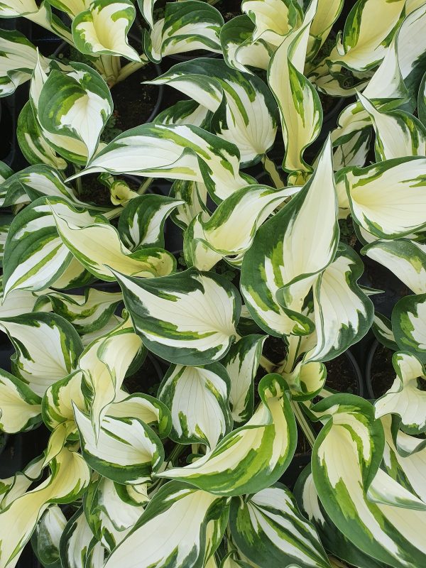Hosta fire and ice