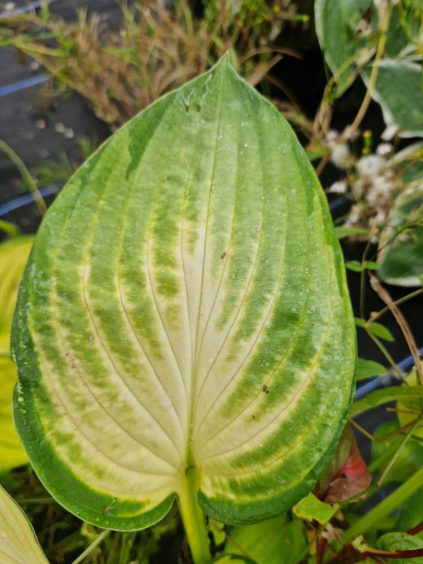 Hosta gold standard