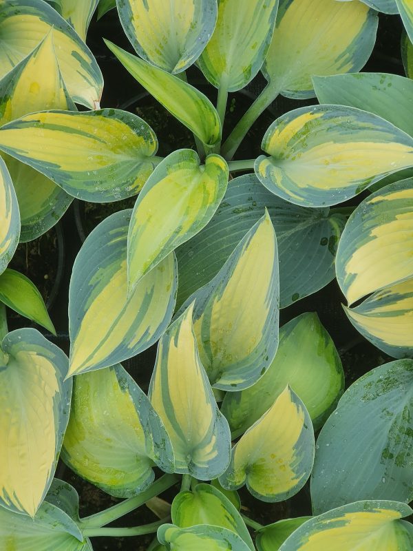 Hosta june