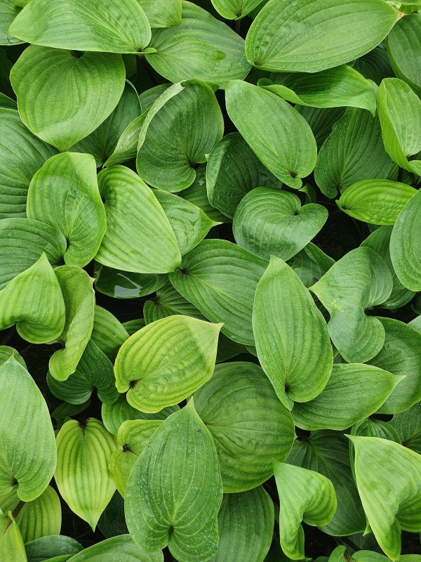 Hosta purple heart 2
