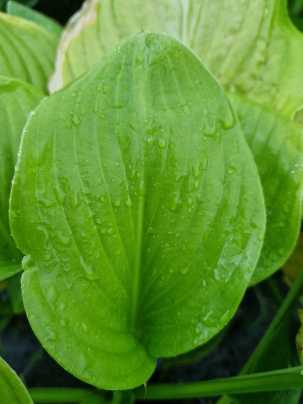 Hosta sum and substance