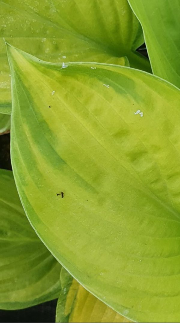 Hosta x hybrida 'Stained Glass'