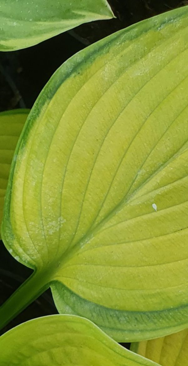 Hosta x hybrida 'Stained Glass'