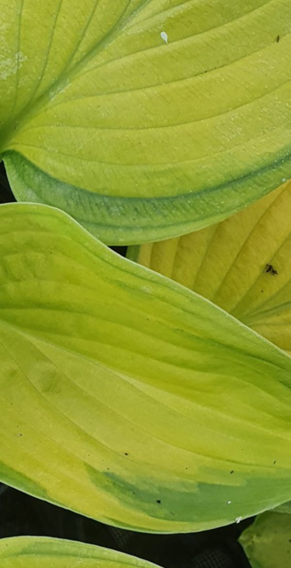 Hosta x hybrida 'Stained Glass'