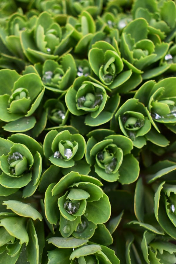 Hylotelephium spectabile 'Autumn Joy' Hylotelephium spectabile 'Autumn Joy'