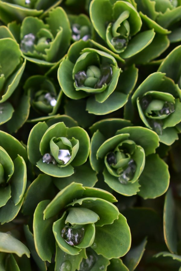 Hylotelephium spectabile 'Autumn Joy'2 Hylotelephium spectabile 'Autumn Joy'