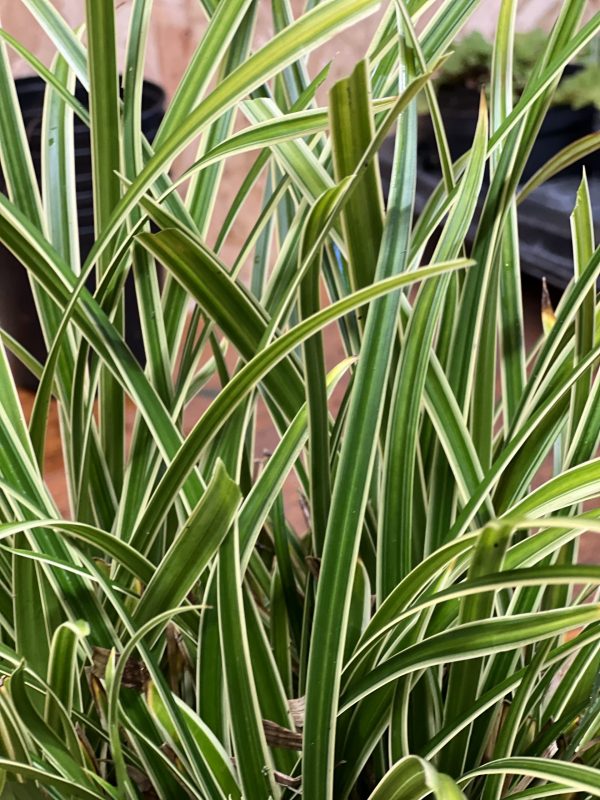 Ice Dance 2 Carex morrowii 'Ice Dance'