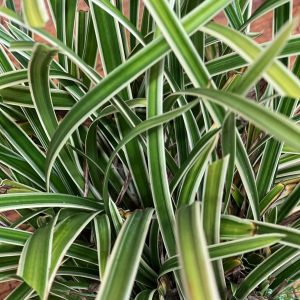 Carex morrowii 'Ice Dance'