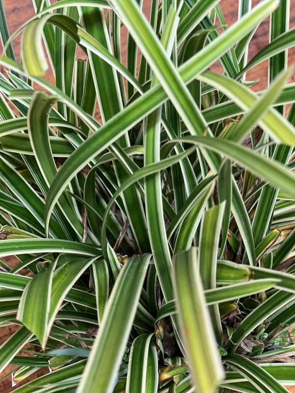 Ice Dance 3 Carex morrowii 'Ice Dance'