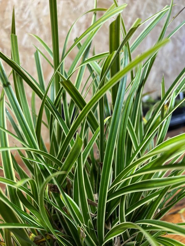 Ice Dance Carex morrowii 'Ice Dance'