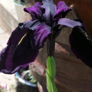 Iris chrysographes 'Black Form'