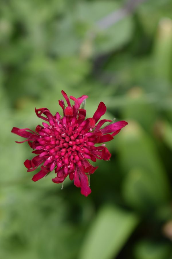 Knautia 'Mars Midget'
