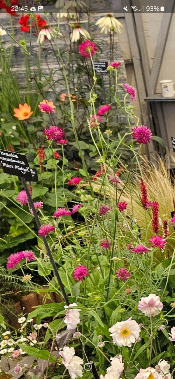 Knautia macedonica 'Mars Midget' Knautia macedonica 'Mars Midget'