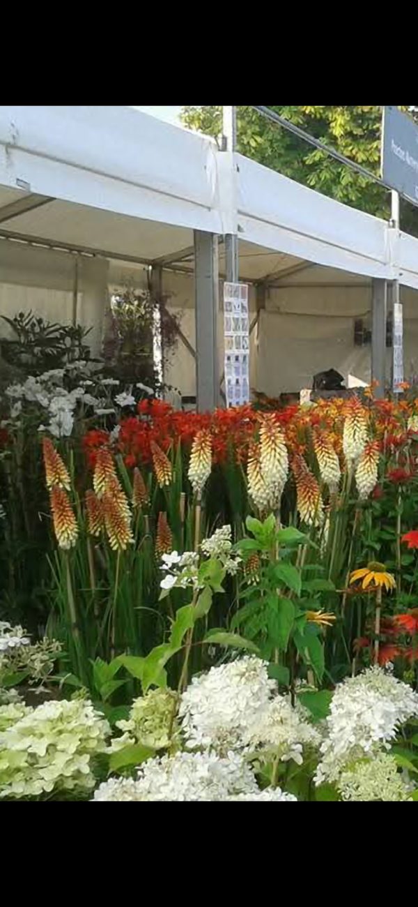 Kniphofia 'Scorched Corn' Kniphofia 'Scorched Corn'