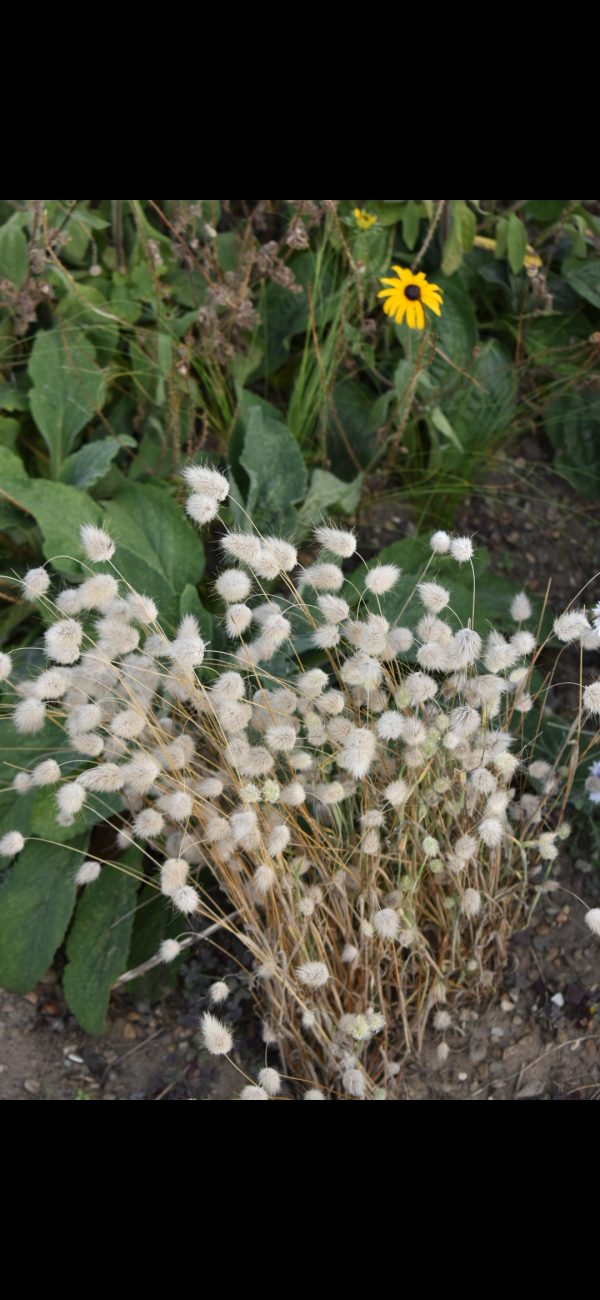 Lagurus ovatus 'Bunny Tails'