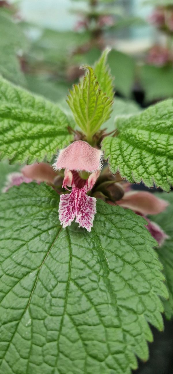Lamium orvala