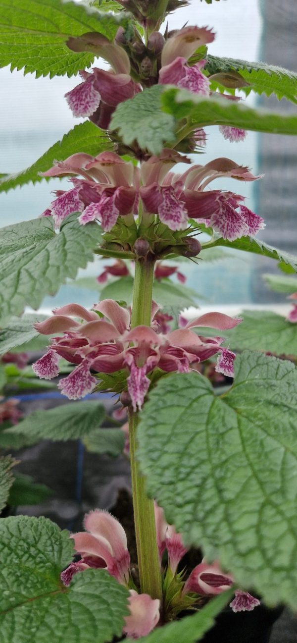 Lamium orvala