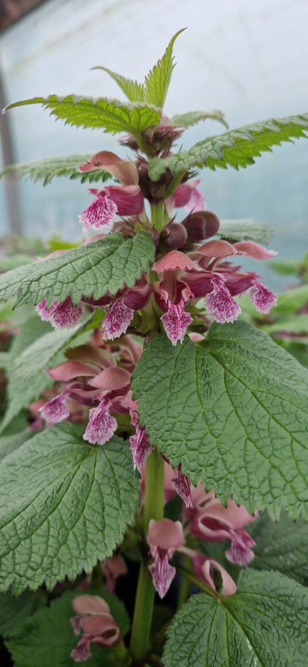 Lamium orvala