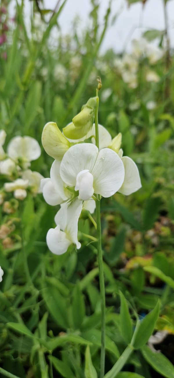 Lathyrus white