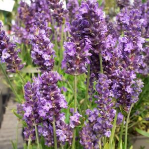 Lavandula angustifolia 'Spear Blue'