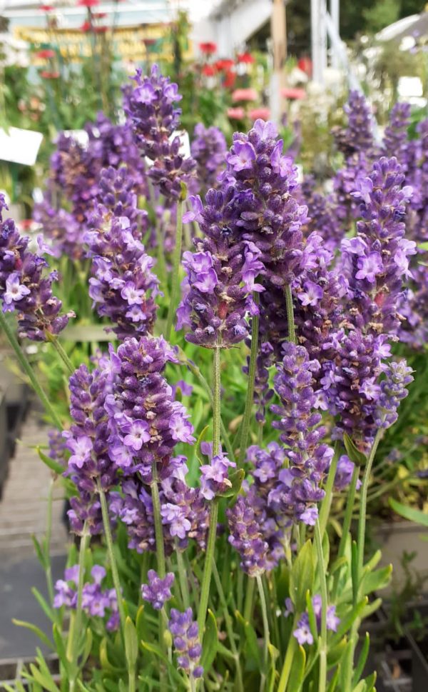 Lavandula ang Spear Blue Lavandula angustifolia 'Spear Blue'