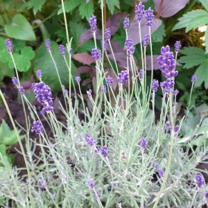 Lavandula angustifolia 'Hidcote'