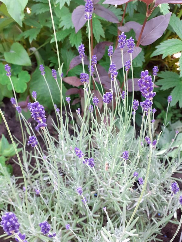 Lavandula angustifolia ‘Hidcote’ Lavandula angustifolia 'Hidcote'