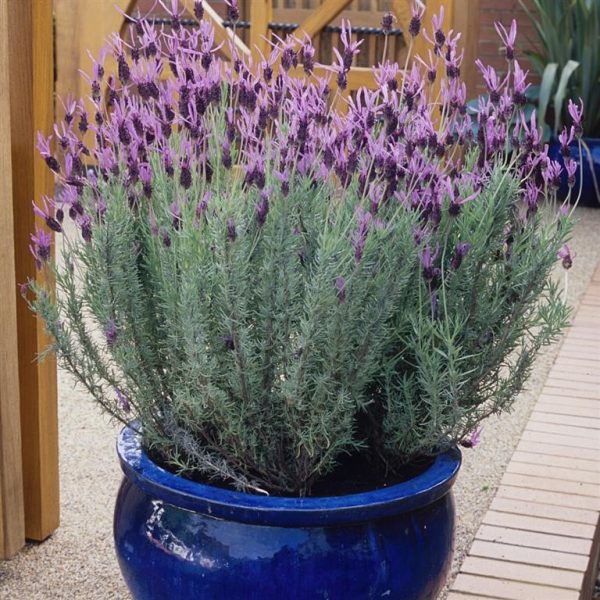 Lavandula stoechas 'Fathead'