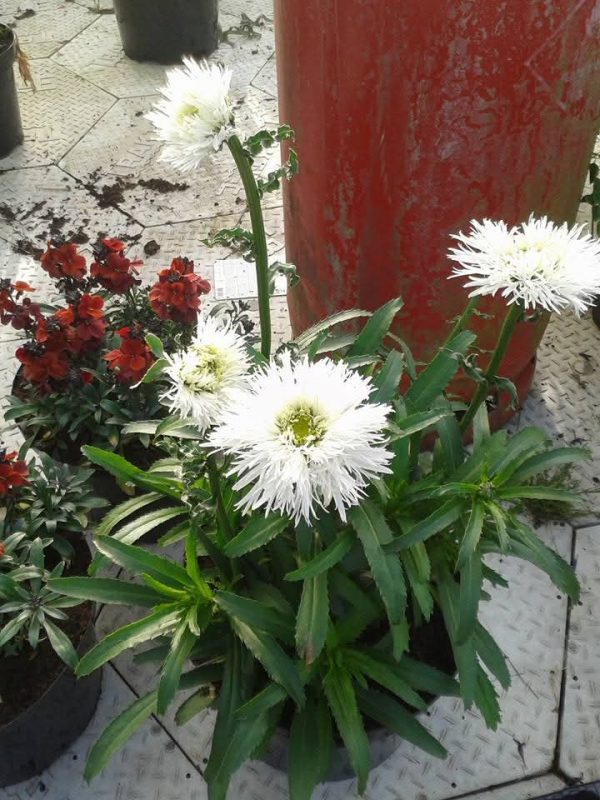 Leucanthemum x superbum 'Aglaia'