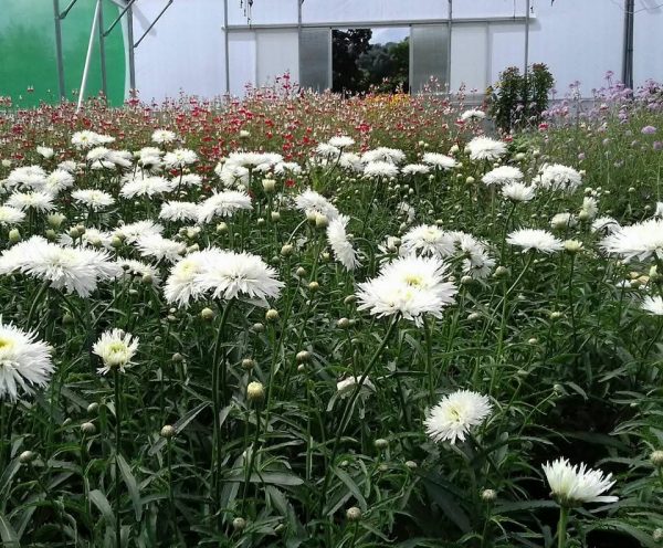 Leucanthemum x superbum 'Aglaia'