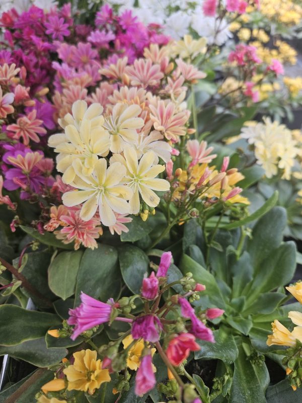 Lewisia cotyledon 'Elise Mix' Lewisia cotyledon 'Elise Mix'