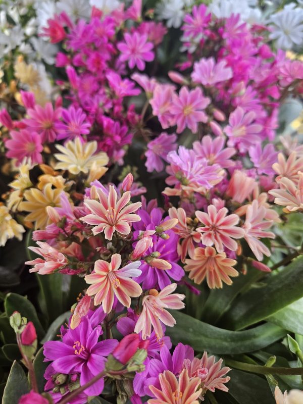 Lewisia cotyledon 'Elise Mix'3 Lewisia cotyledon 'Elise Mix'