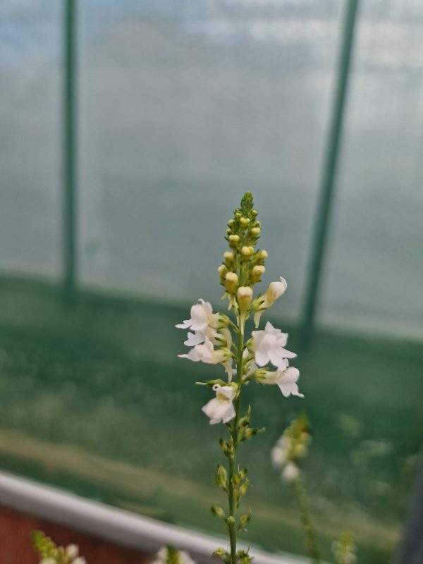 Linaria Springside white