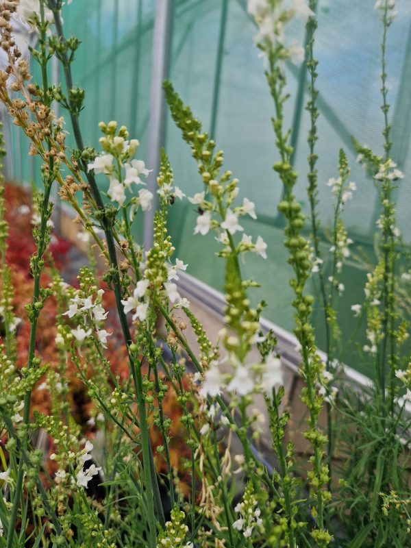 Linaria Springside white2