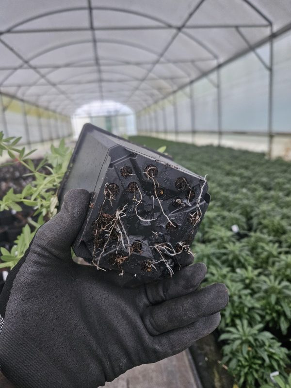 Linaria purpurea Linaria purpurea