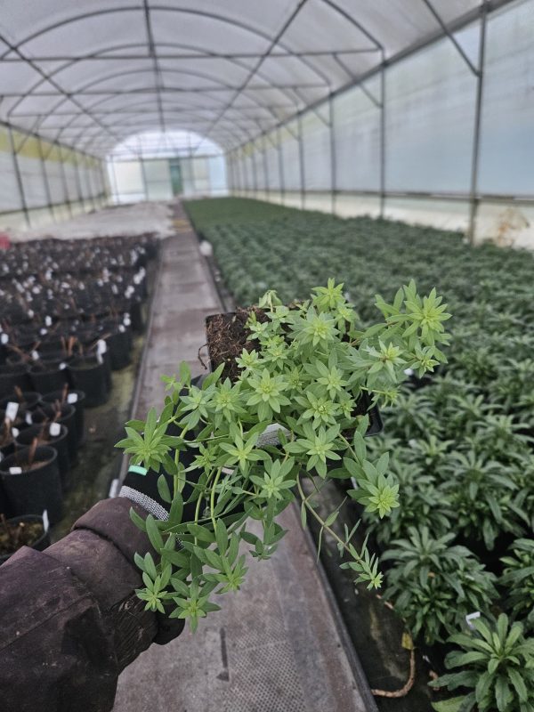 Linaria purpurea 2 Linaria purpurea