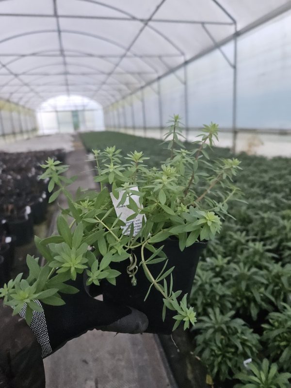 Linaria purpurea 3 Linaria purpurea