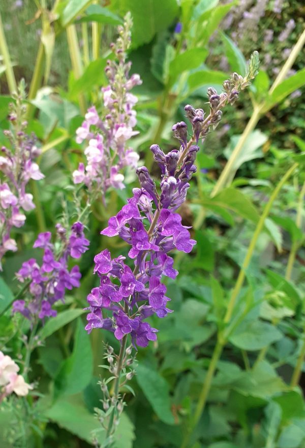Linaria_purpurea_WEB
