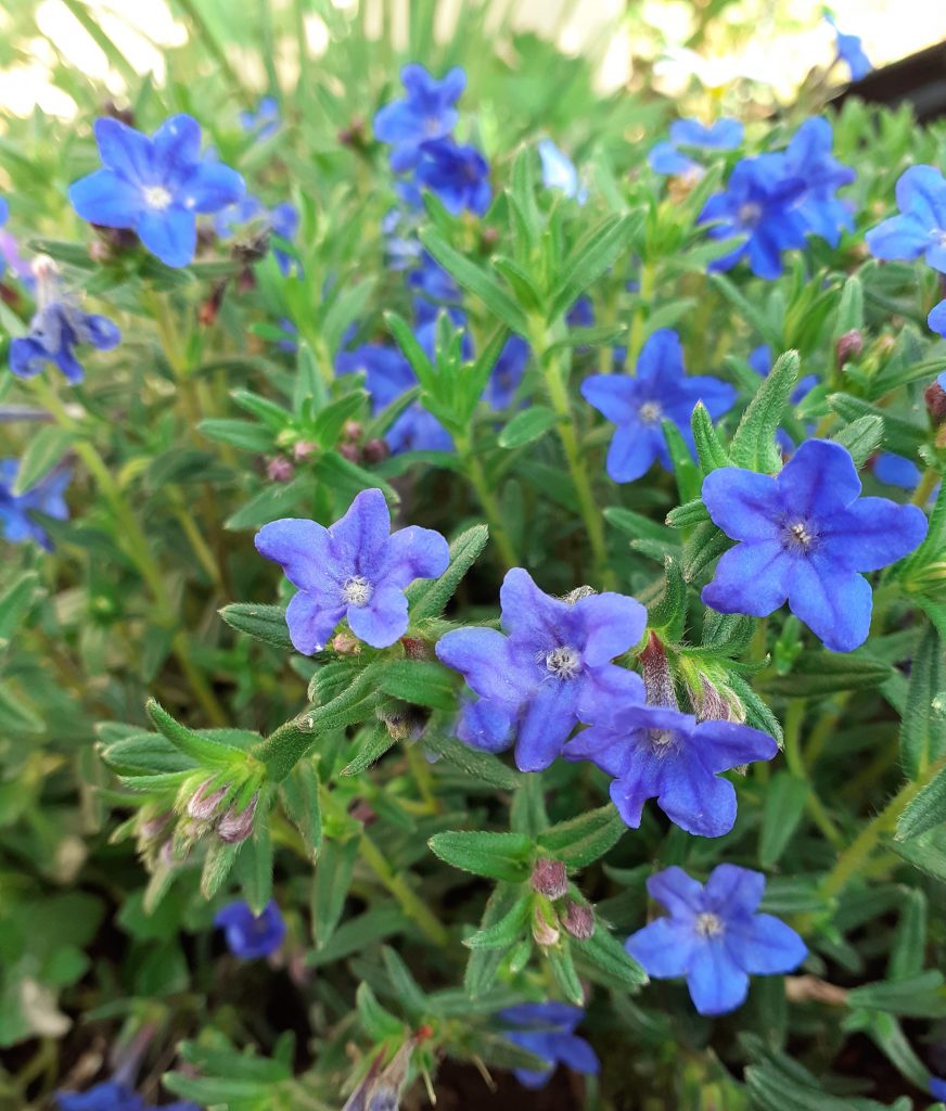 Lithodora Diffusa 'Heavenly Blue' | Proctors Nursery