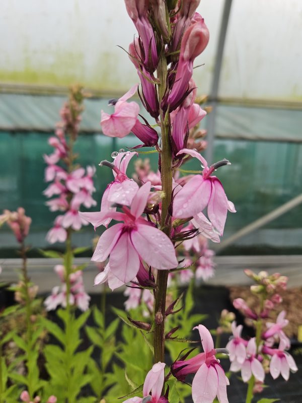Lobelia 'Isobel's Blush'