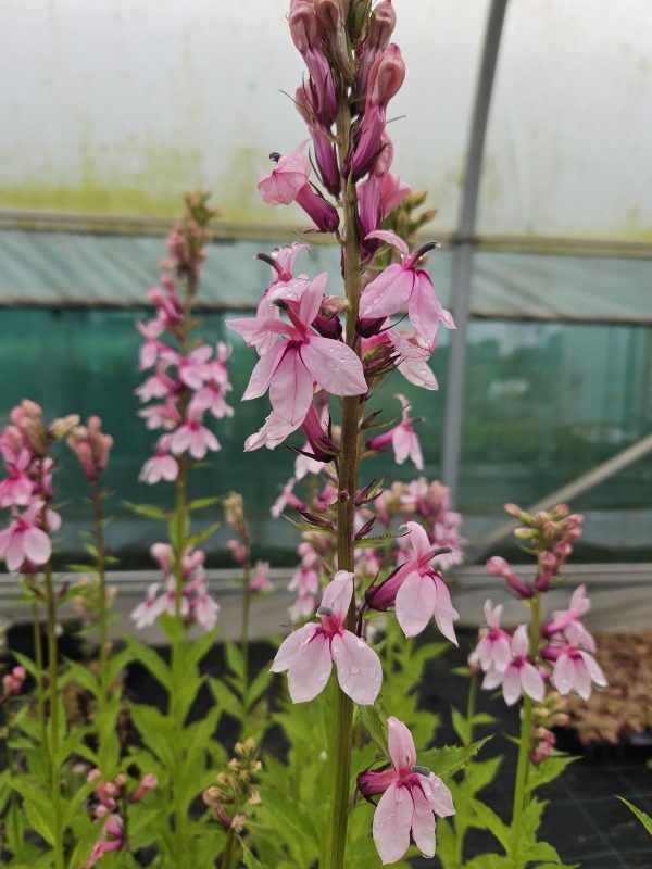 Lobelia 'Isobel's Blush'