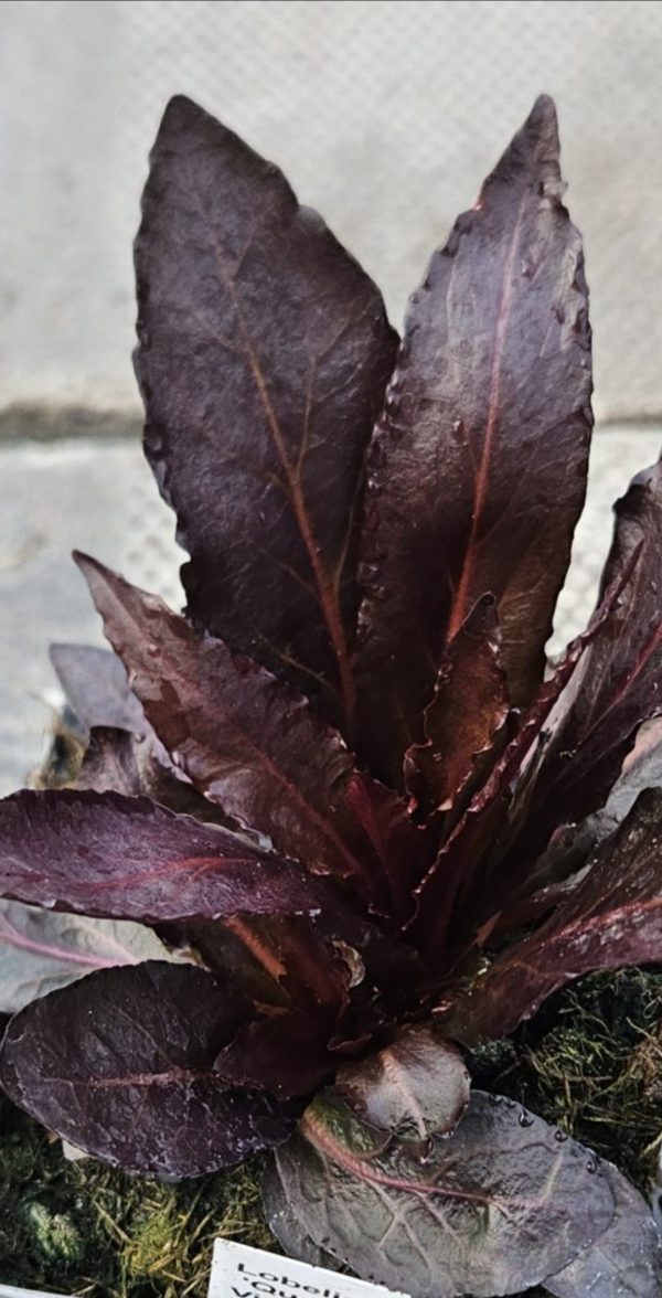 Lobelia 'Queen Victoria'