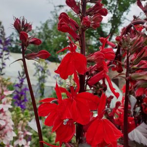 Lobelia 'Starship Scarlet'