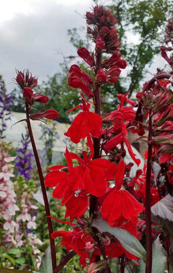 Lobelia Starship Scarlet Lobelia 'Starship Scarlet'