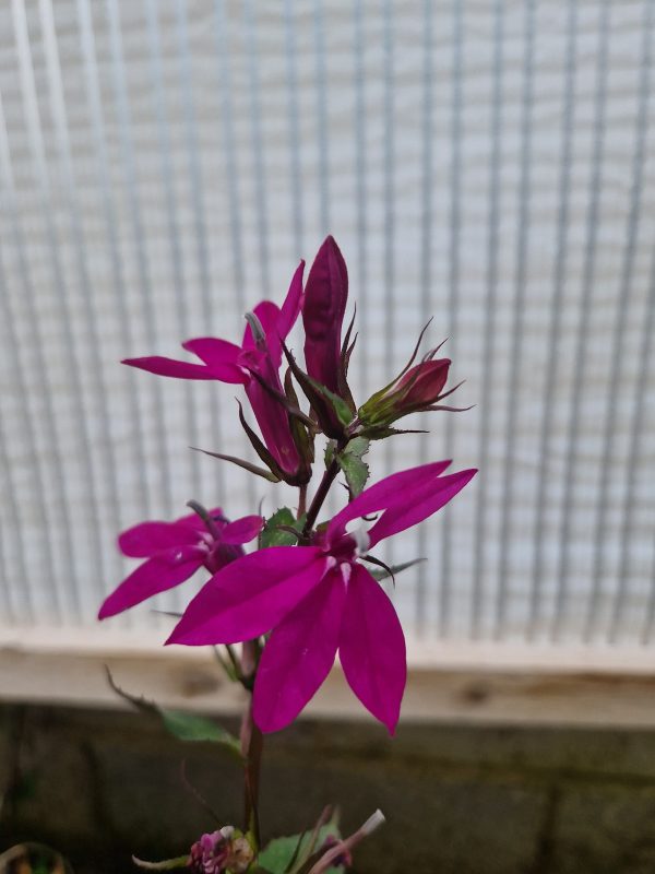 Lobelia tania