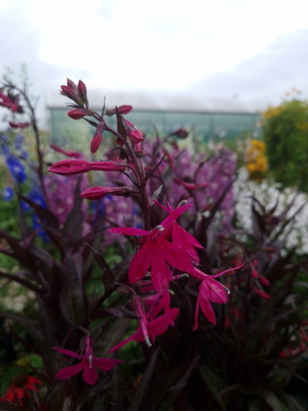 Lobelia x speciosa 'Russian Princess' Lobelia x speciosa 'Russian Princess'