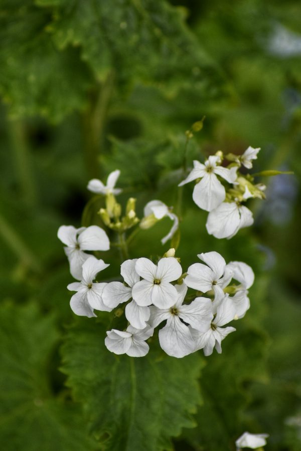 Lunaria annua var. alba Lunaria annua var. alba