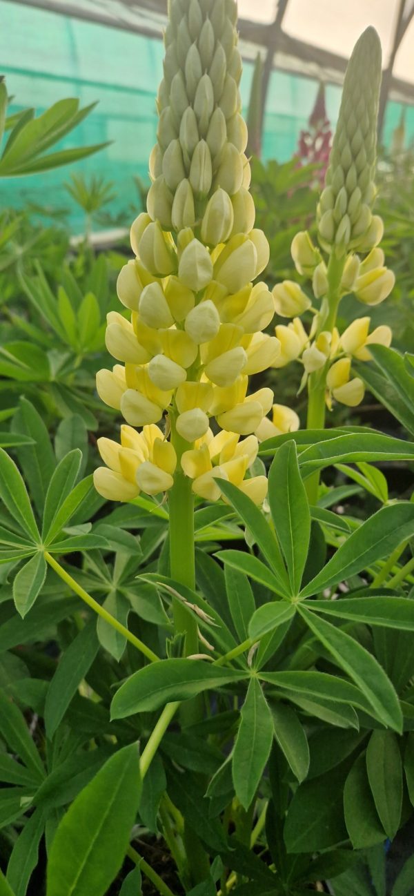 Lupin chandelier Lupin chandelier