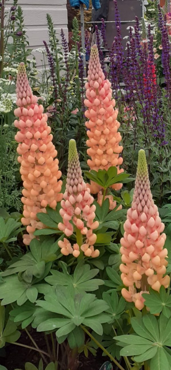 Lupin salmon star